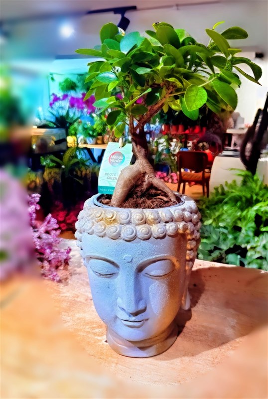 bonsai-dekoratif-seramik-saksili