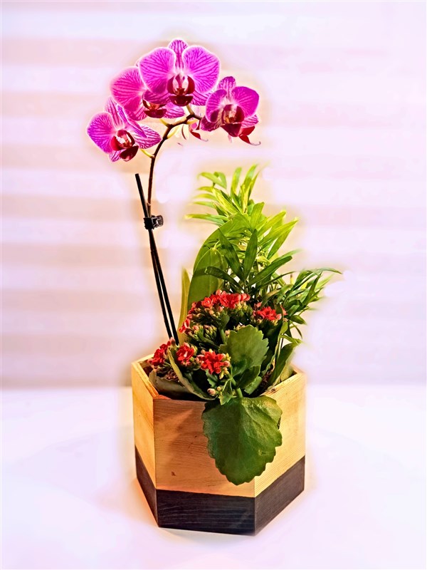 ahsap-saksili-mini-pembe-orkide-galanco-bitkisi