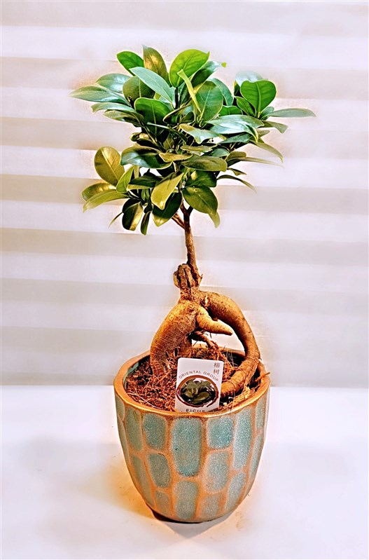 seramik-saksili-bonsai-iii