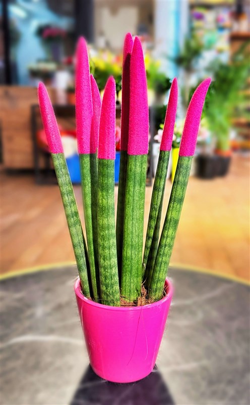 sanseveria-kilic-cicegi-42-cm-pembe