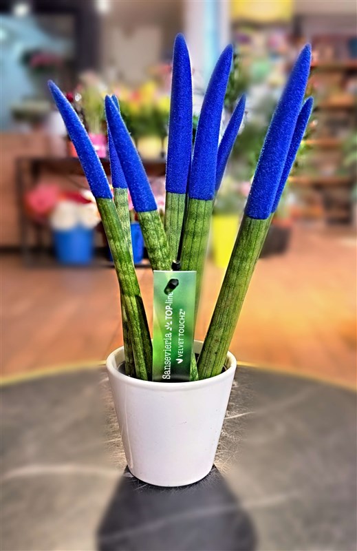 sanseveria-kilic-cicegi-42-cm-mor-en