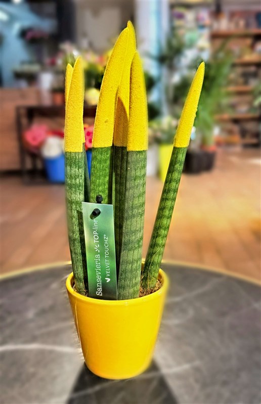 sanseveria-kilic-cicegi-42-cm-sari