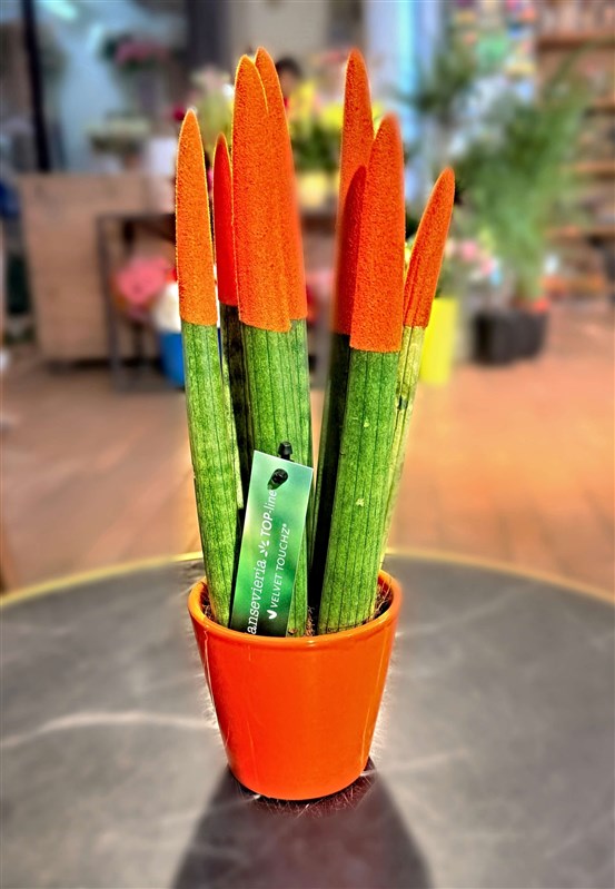 sanseveria-pasa-kilici