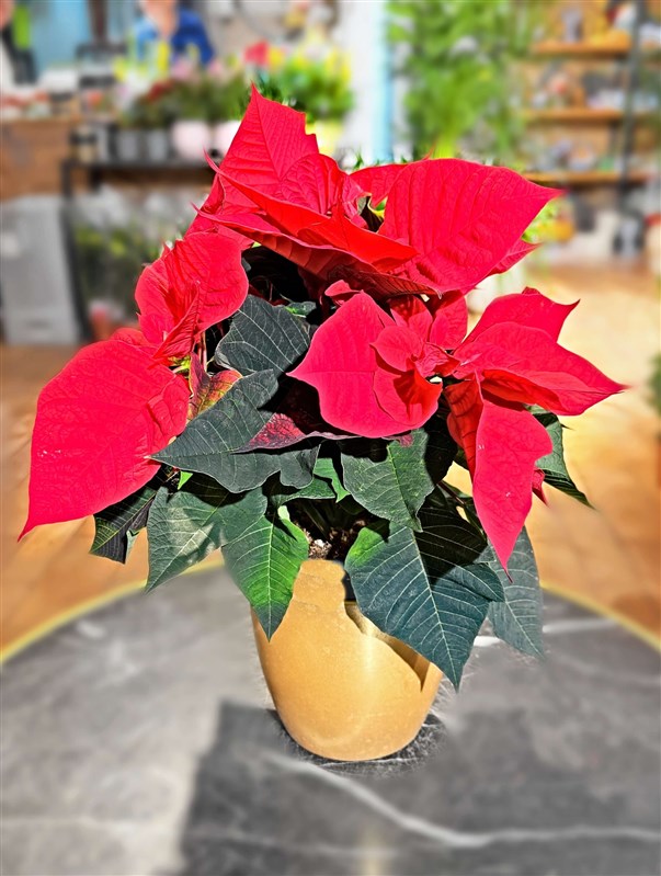 ataturk-cicegi---poinsettia