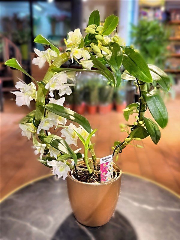 orkide-cember-dendrobium-seramik-saksili-new-year-2026