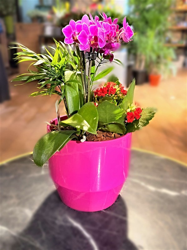 mini-orkide-arajmani-mevsim-bitkileri-ve-saksisiyla