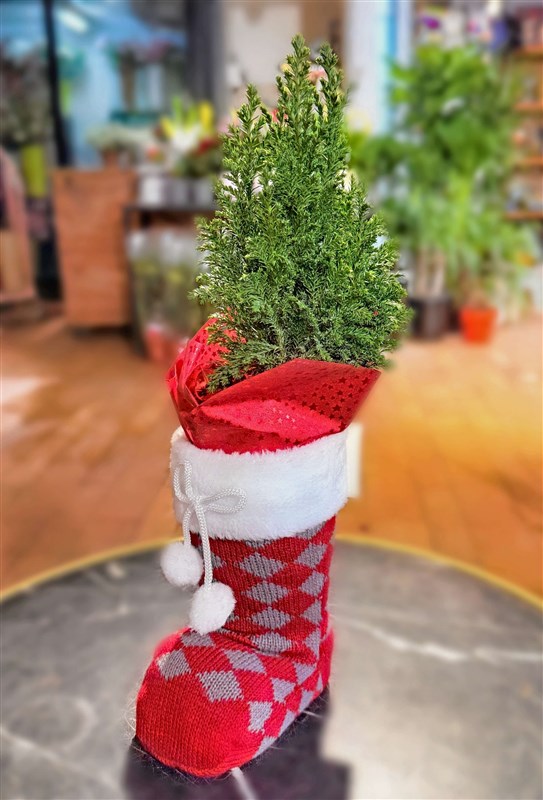 cam-agaci-saksili-ve-ozel-dekoratif-corap-kilifli