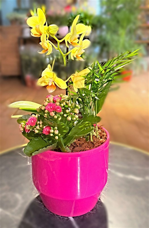 mini-orkide-arajmani-sari-mevsim-bitkileri-ve-saksisiyla