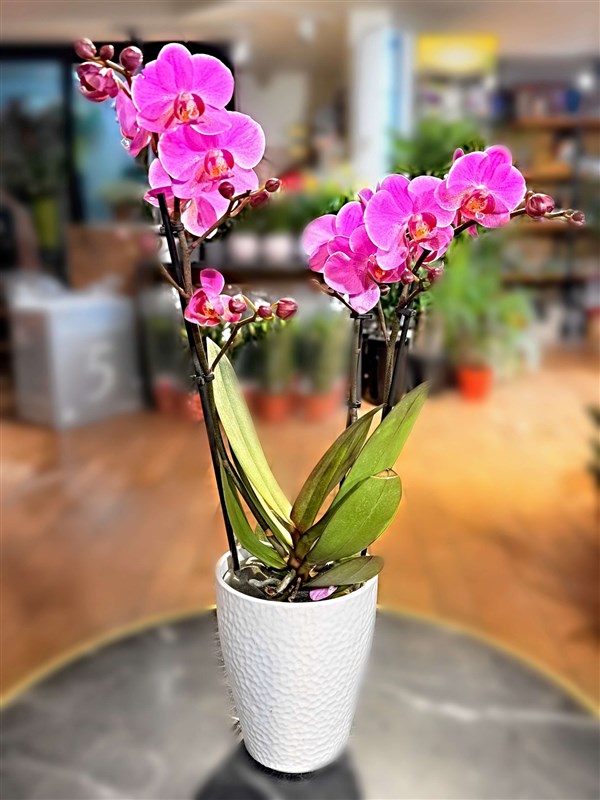mini-orkide-2026-seramik-saksili