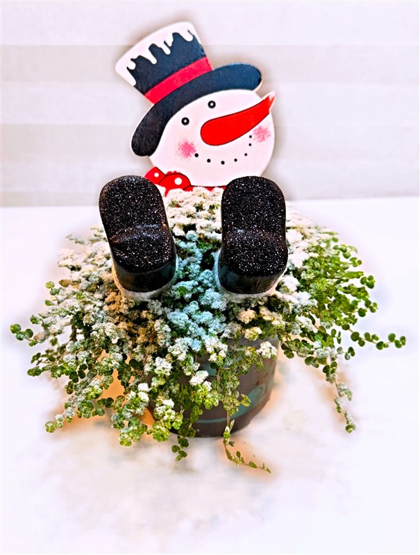 kardan-adam-figurlu-saksida-arap-saci---canli-yilbasi-bitkisi