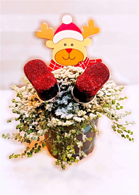 ayicik-figurlu-saksida-arap-saci---canli-yilbasi-bitkisi