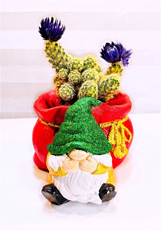 dekoratif-noel-baba-saksili-canli-kaktus-bitkisi