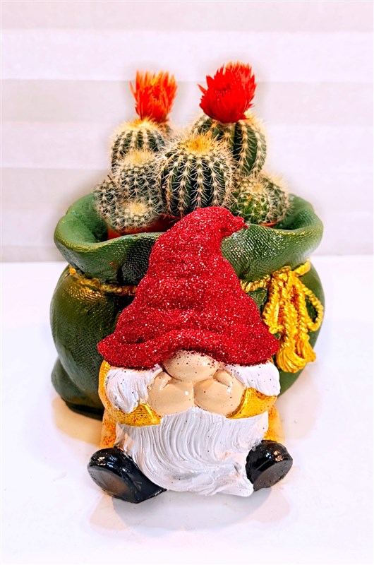 dekoratif-noel-baba-saksili-canli-kaktus-bitkisi-iii