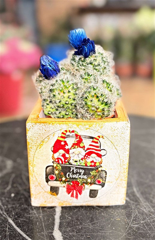 yeni-yil-kaktus-serisi-230