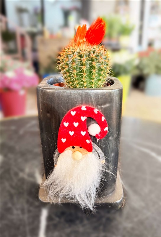 yeni-yil-kaktus-serisi-240