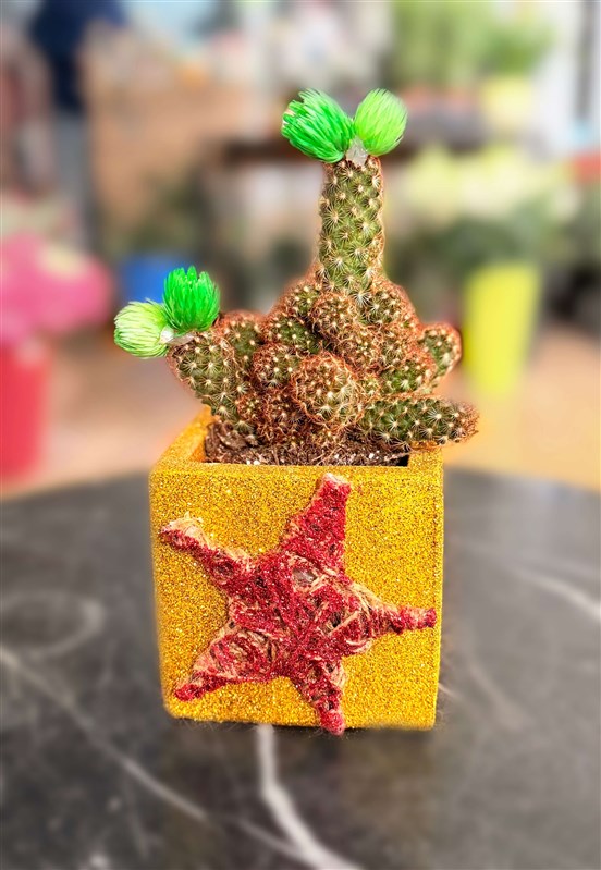 yeni-yil-kaktus-serisi-250