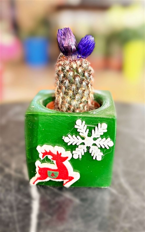 yeni-yil-kaktus-serisi-260