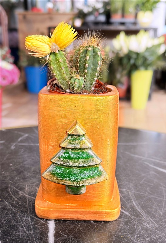 yeni-yil-kaktus-serisi-270