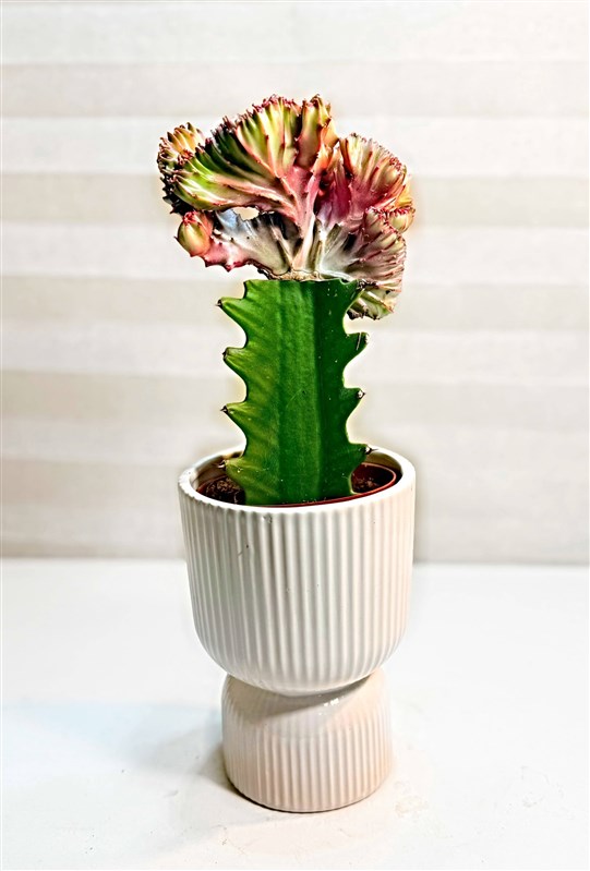 dekoratif-seramikli-yelpaze-kaktus-30-cm