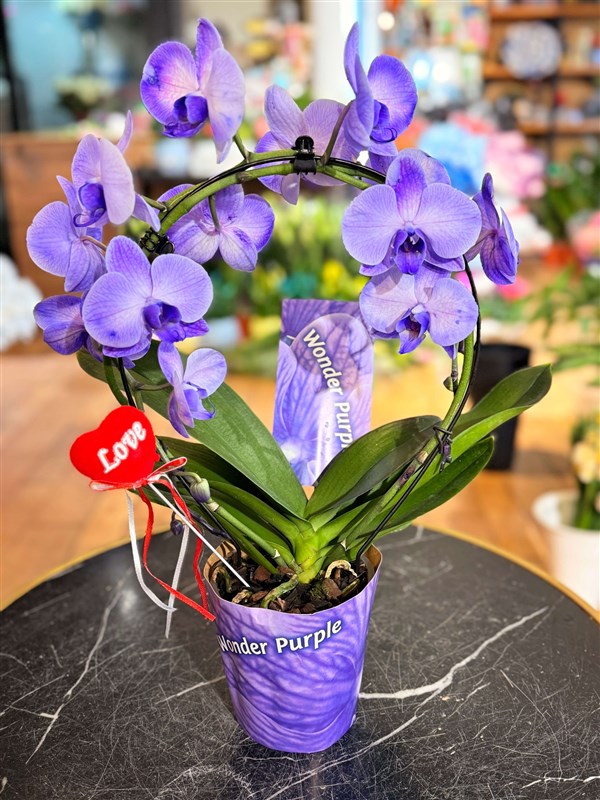 ozel-cember-mor-orkide-sinirli-sayida