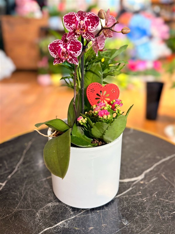 mini-potpori-orkide-arajmani-2026
