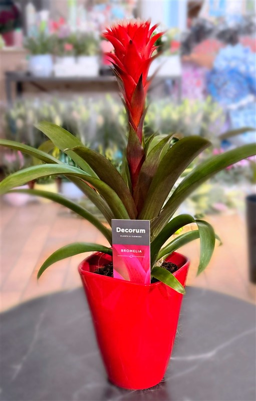 bromelia-2026
