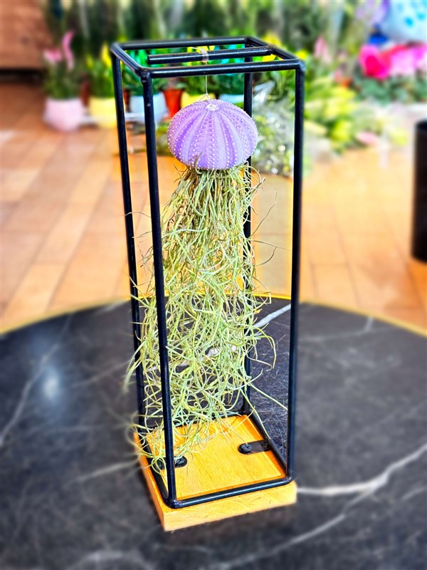 tillandsia-hava-cicegi