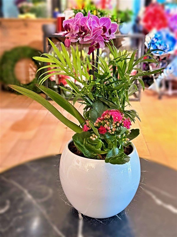 mini-orkide-arajmani-no-1-mevsim-bitkileri-ve-saksisiyla