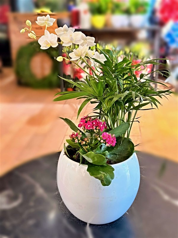 mini-orkide-arajmani-no-2-mevsim-bitkileri-ve-saksisiyla