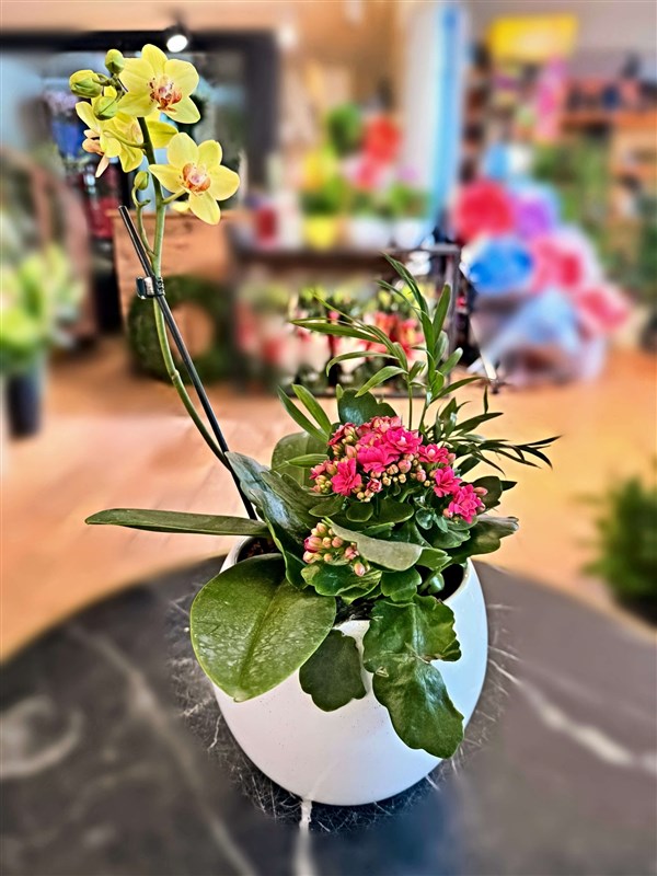 mini-orkide-arajmani-no-3-mevsim-bitkileri-ve-saksisiyla