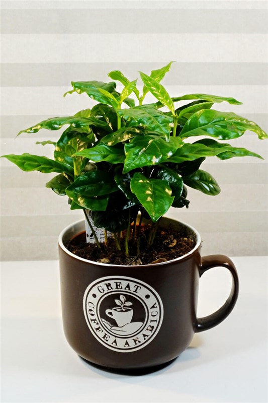 coffee-tree-limited-edition