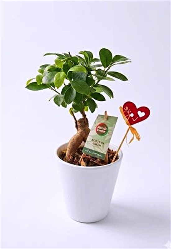 bonsai-ficus-white-2026-japon-bodur-agaci