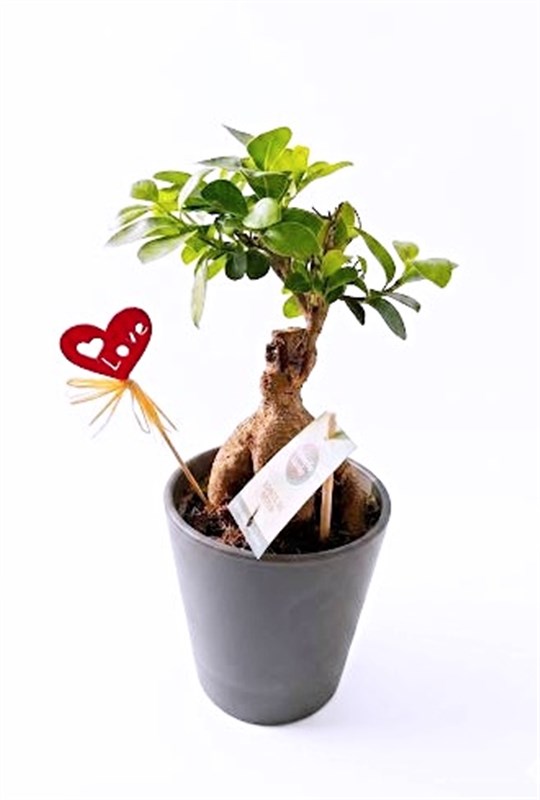 bonsai-ficus-black-25-cm-japon-bodur-agaci