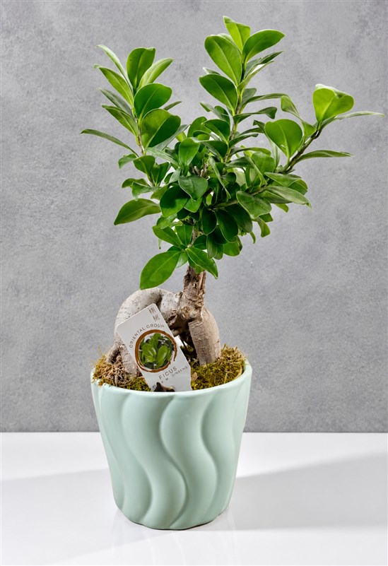 seramik-saksili-bonsai-iii
