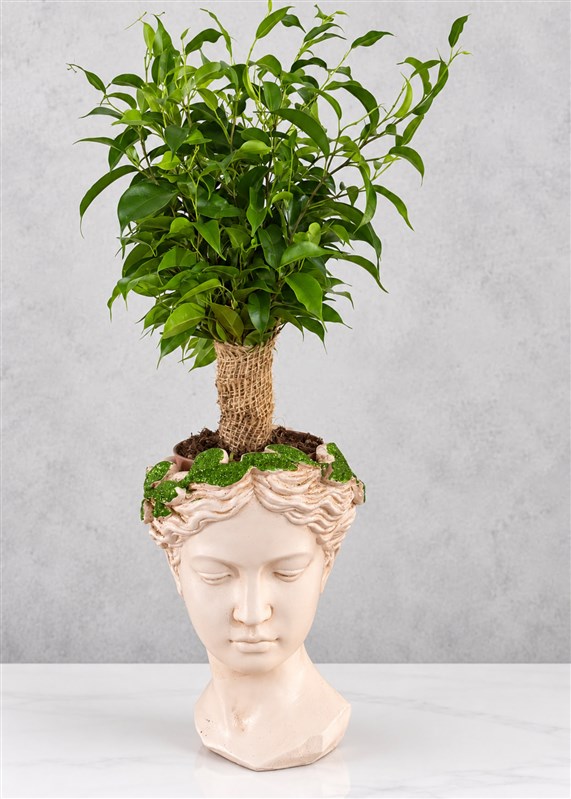 buda-saksili-bonsai-ficus