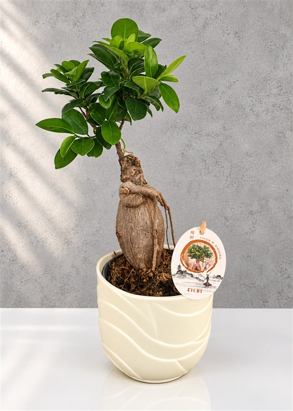 bonsai-ficus-35-cm-seramik-saksili