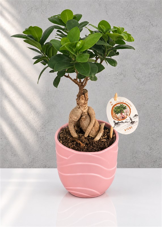 bonsai-ficus-seramik-saksili