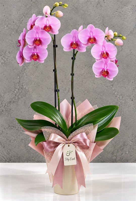 light-pink-orchid