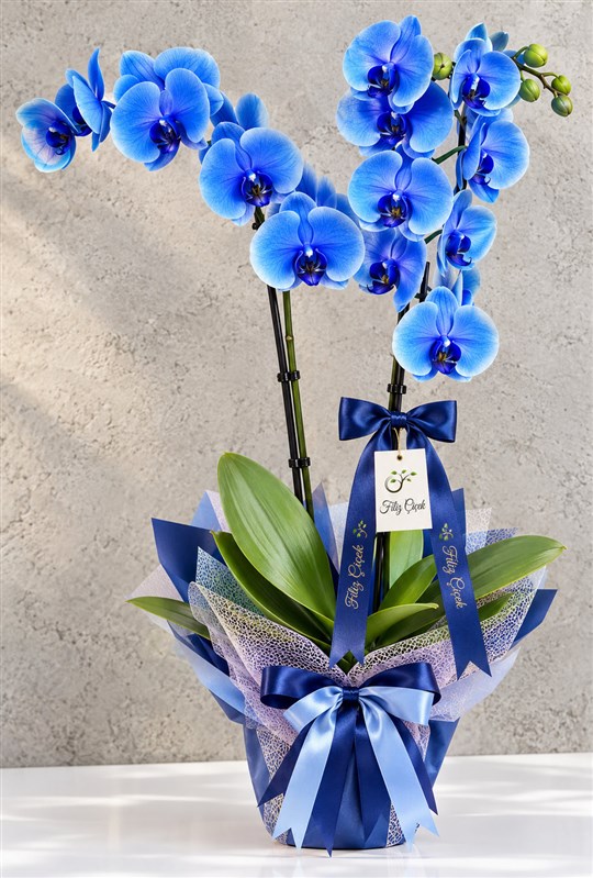midnight-blue-orchid