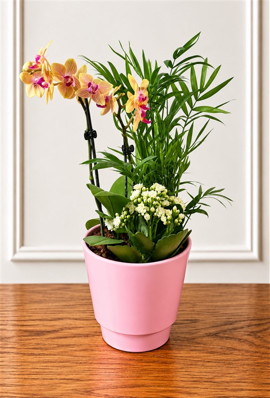 mini-orkide-arajmani-40-cm-iii