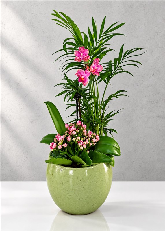 ahsap-saksili-mini-pembe-orkide-galanco-bitkisi