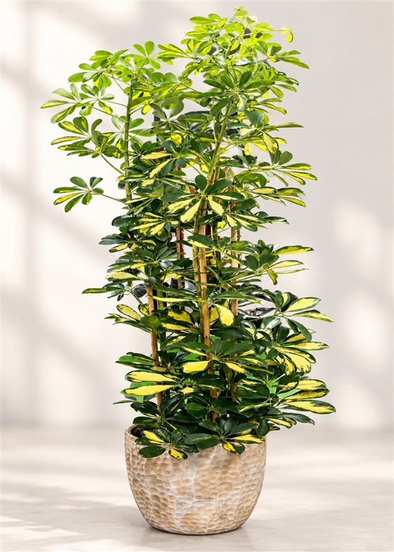 schefflera-0-en