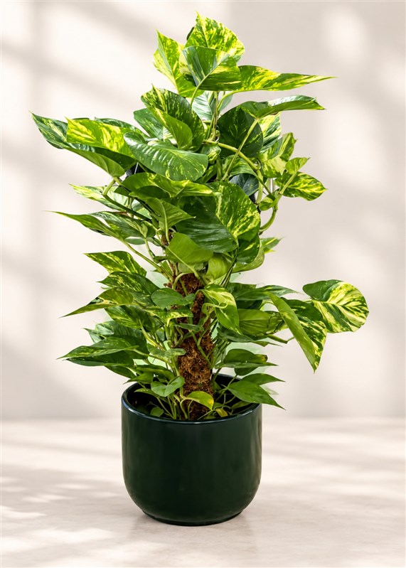 scindapsus
