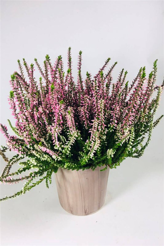 calluna