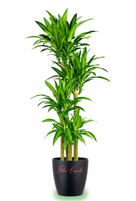 dracena-massengena-5li