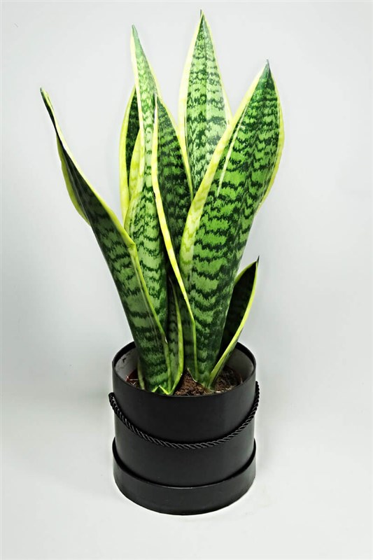 kilic-cicegi---sanseveria-ozel-kutusu-ile