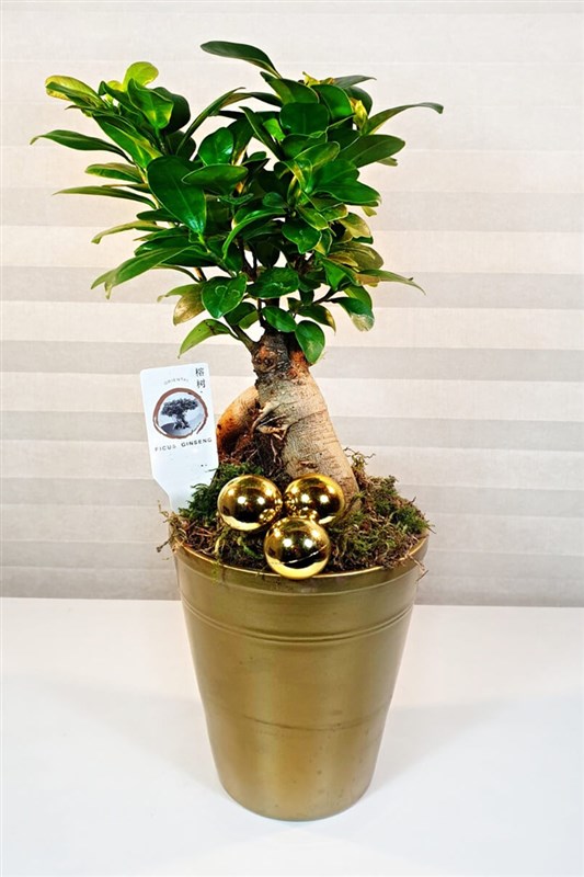 christmas-bonsai-agaci-canli