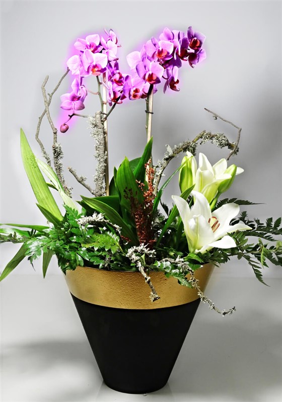 seramik-saksi-icerisinde-orkide---sakli-cennet