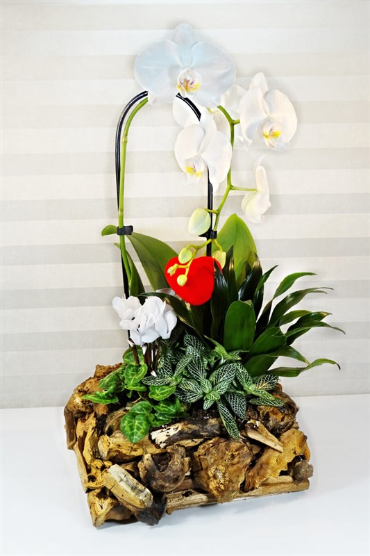 ozel-tasarim-canli-orkide-son-iki-adet