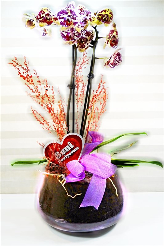 cam-saksili-benekli-orkide